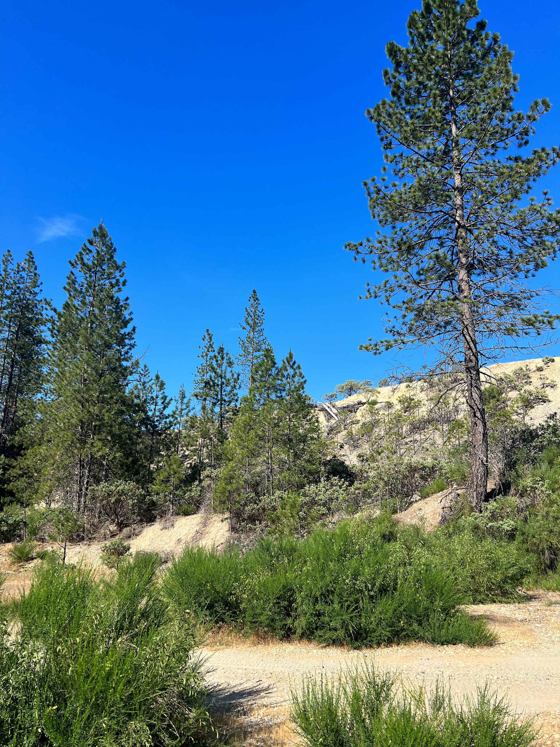 Among the pines